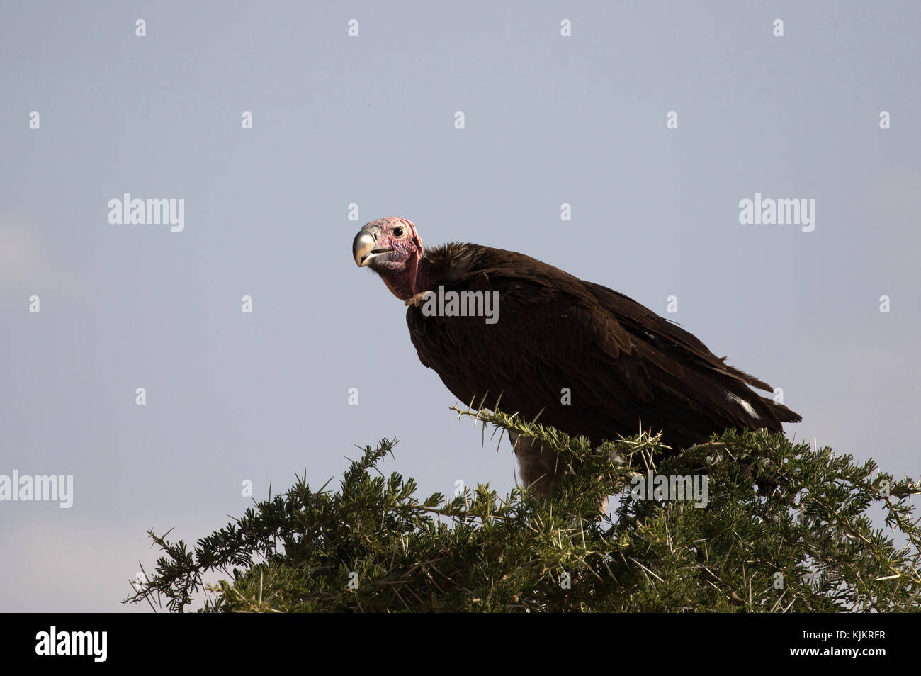Parco Nazionale del Serengeti. White-backed vulture (Gyps africanus) Tanzania. Foto Stock