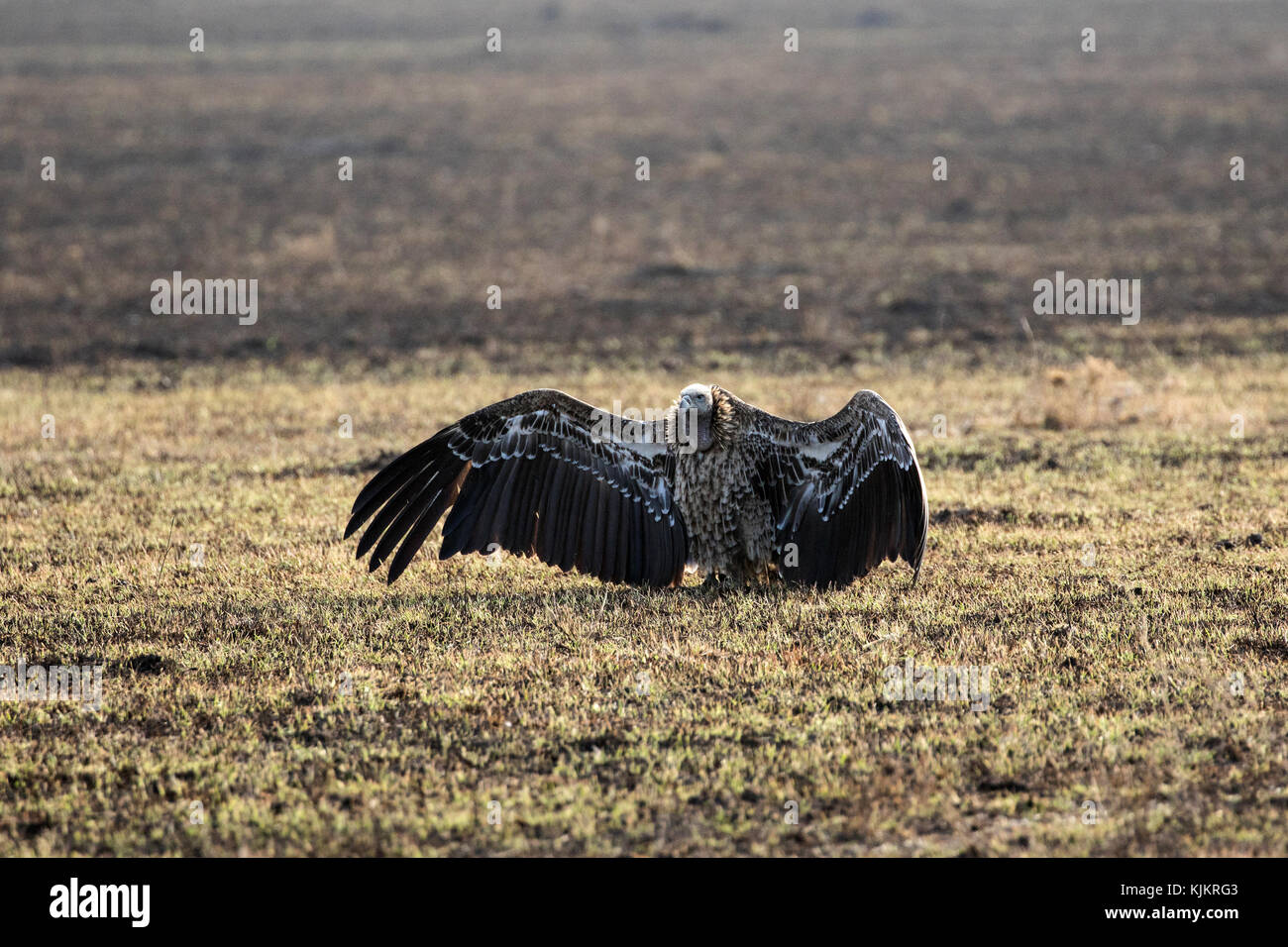 Parco Nazionale del Serengeti. White-backed vulture (Gyps africanus). Tanzania. Foto Stock