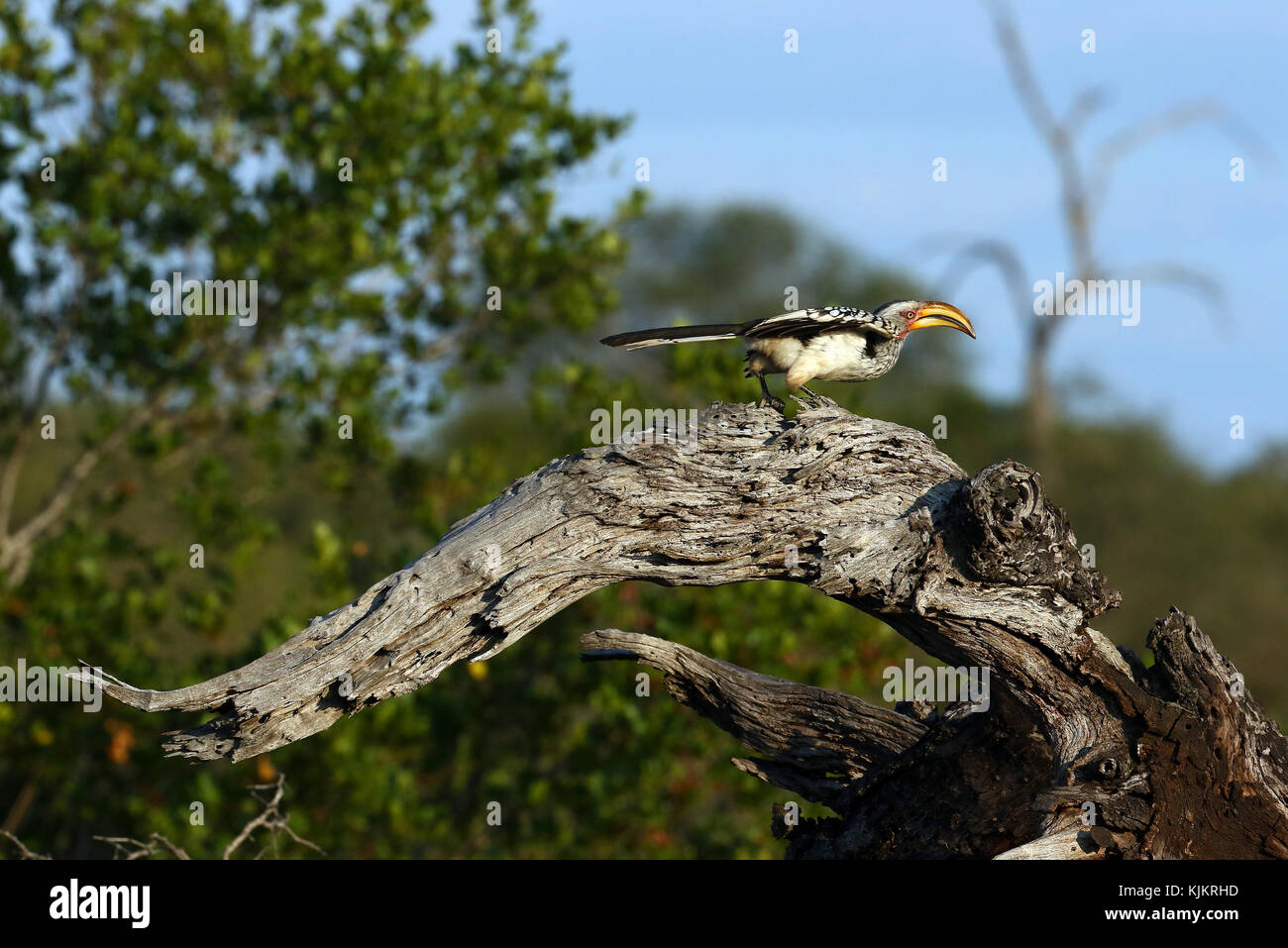 Parco Nazionale di Kruger. Un Southern giallo-fatturati hornbill (Tockus leucomelas). Sud Africa. Foto Stock