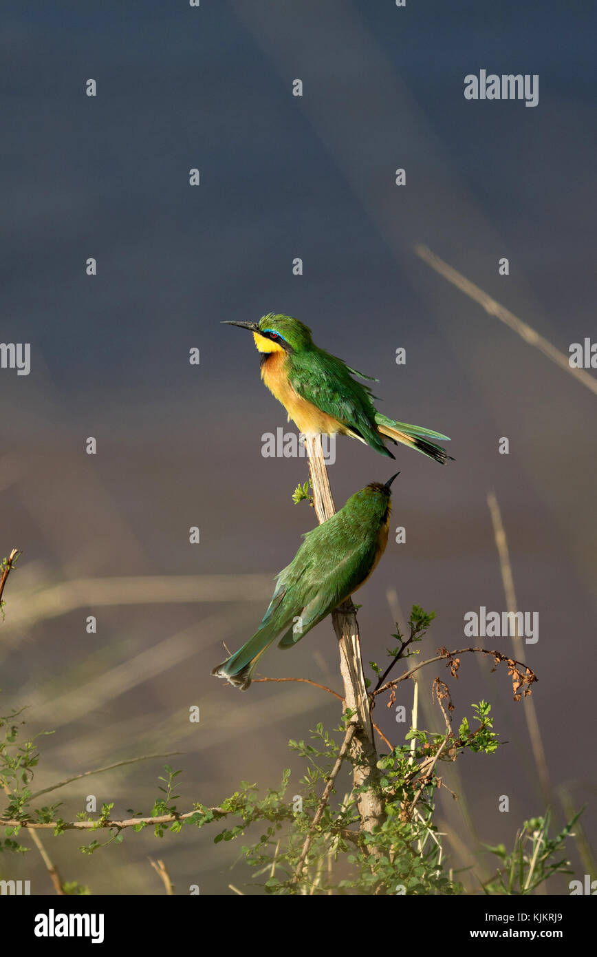 Masai Mara riserva nazionale. Due piccoli i gruccioni (Merops pusillus). Kenya. Foto Stock