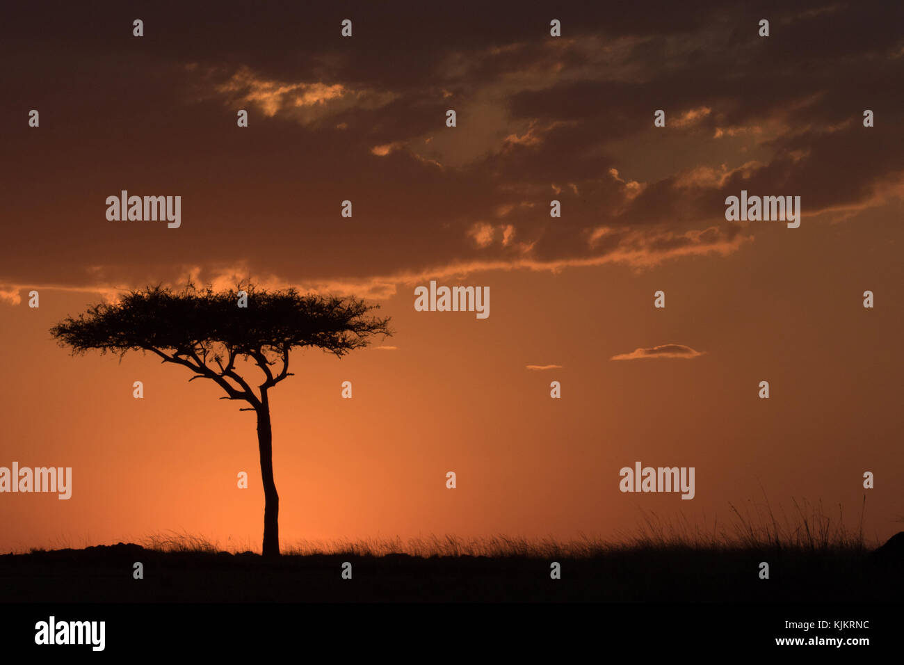 Masai Mara riserva nazionale. Silhouette di un albero al tramonto. Kenya. Foto Stock