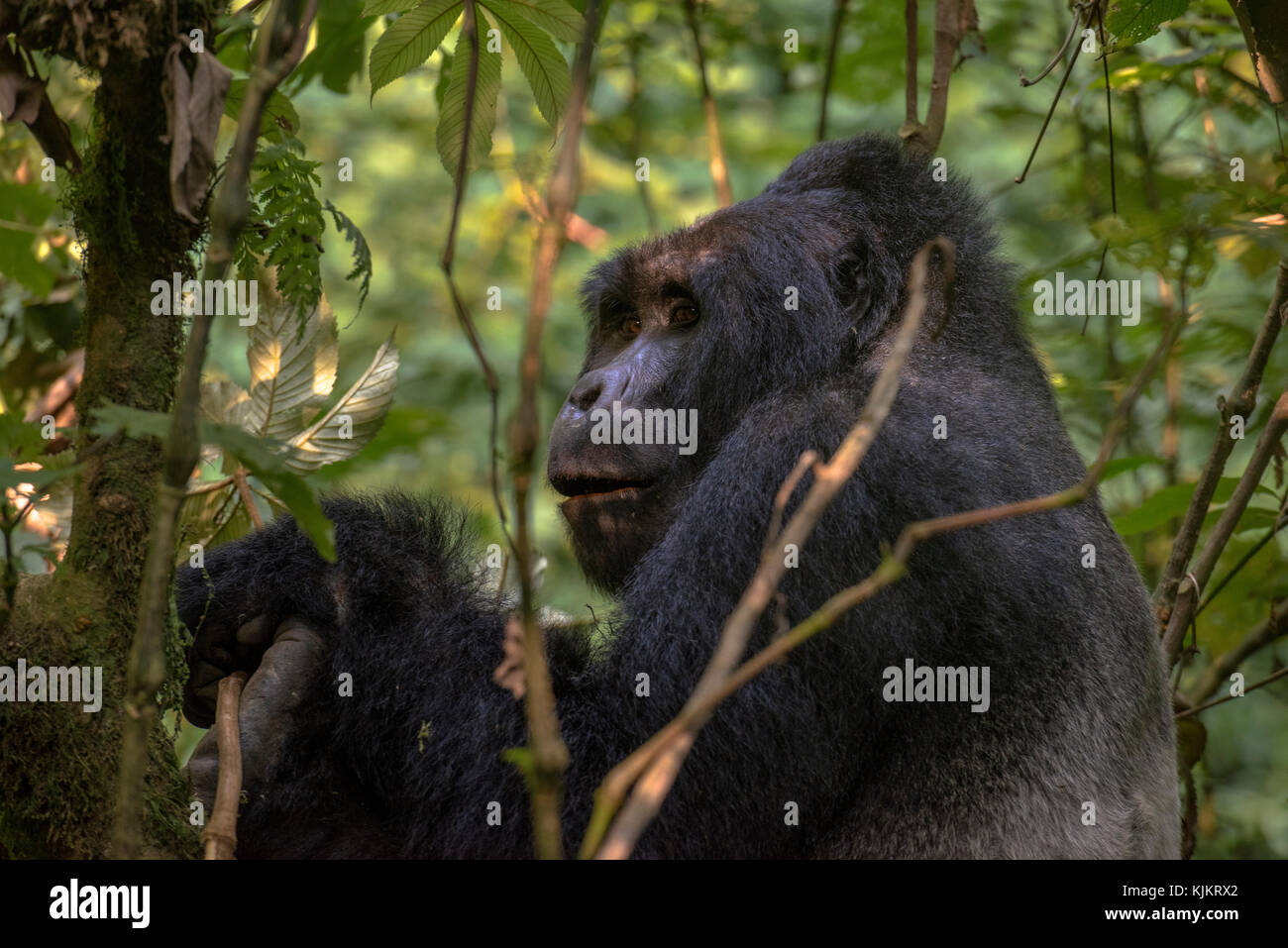 In Uganda, Parco nazionale impenetrabile di Bwindi, Foresta impenetrabile di Bwindi, gorilla di montagna. (Gorila beringei beringei), Foto Stock