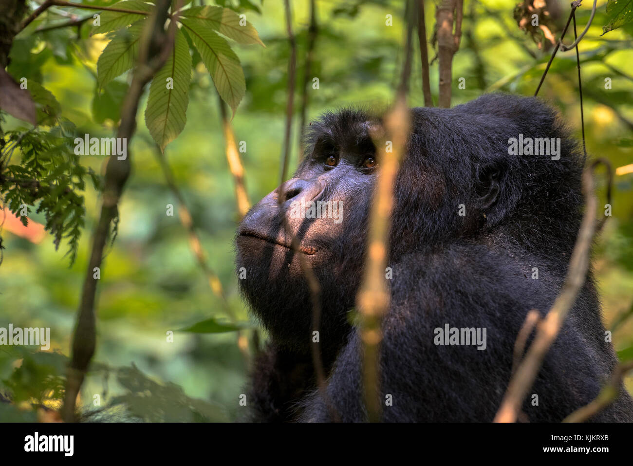 In Uganda, Parco nazionale impenetrabile di Bwindi, Foresta impenetrabile di Bwindi, gorilla di montagna. (Gorila beringei beringei), Foto Stock
