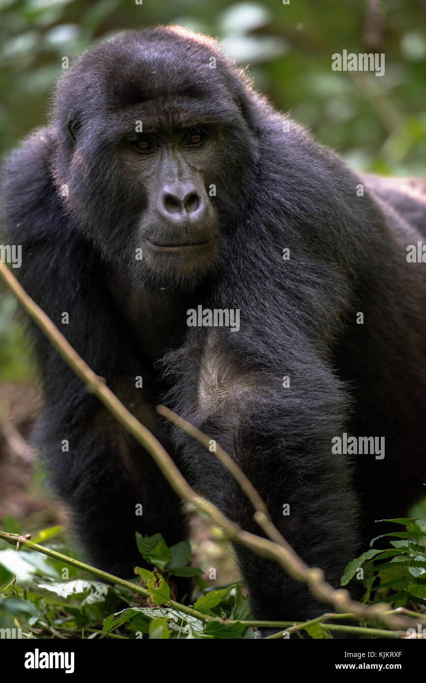 In Uganda, Parco nazionale impenetrabile di Bwindi, Foresta impenetrabile di Bwindi, gorilla di montagna. (Gorila beringei beringei), Foto Stock