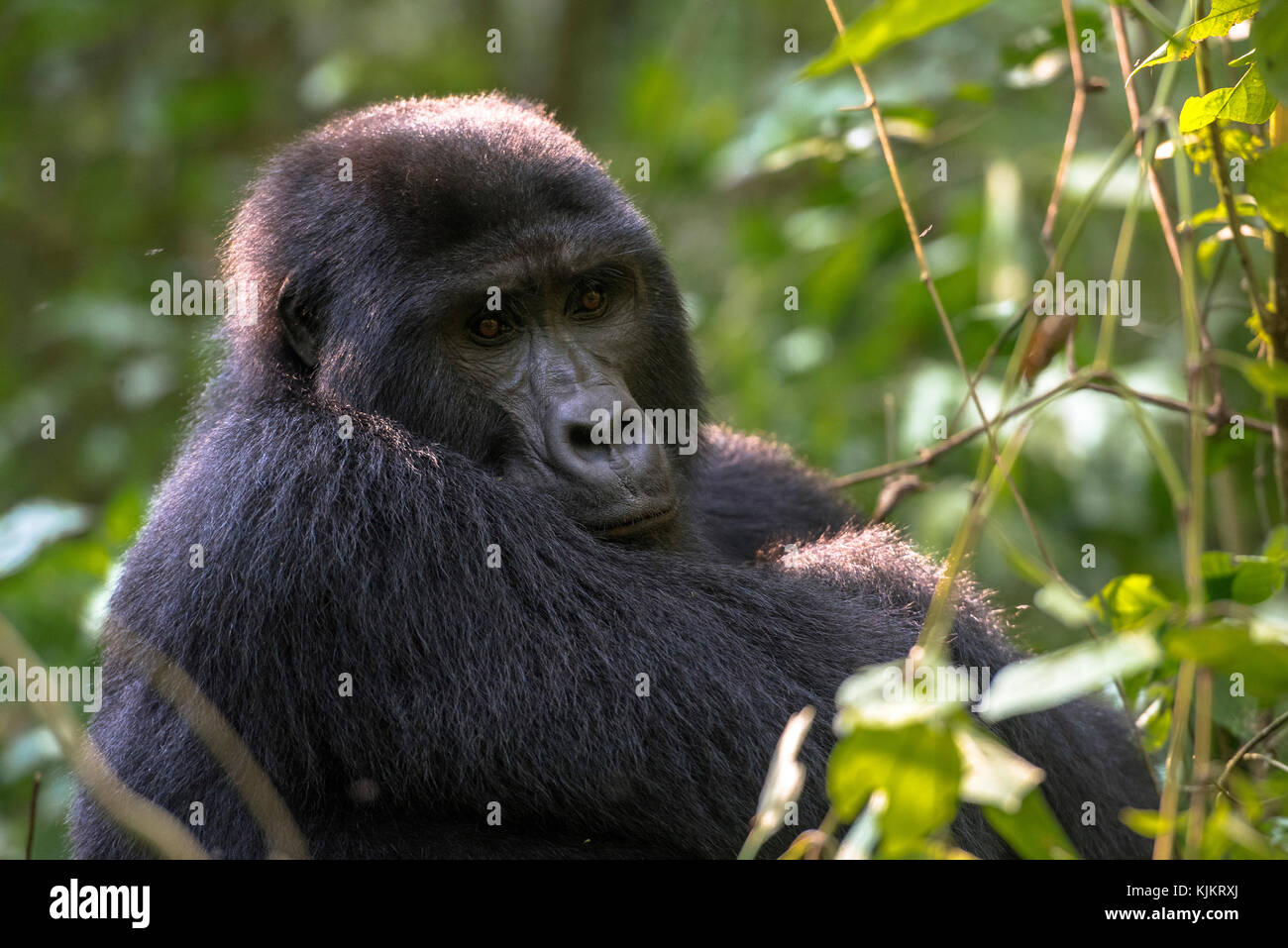 In Uganda, Parco nazionale impenetrabile di Bwindi, Foresta impenetrabile di Bwindi, gorilla di montagna. (Gorila beringei beringei), Foto Stock