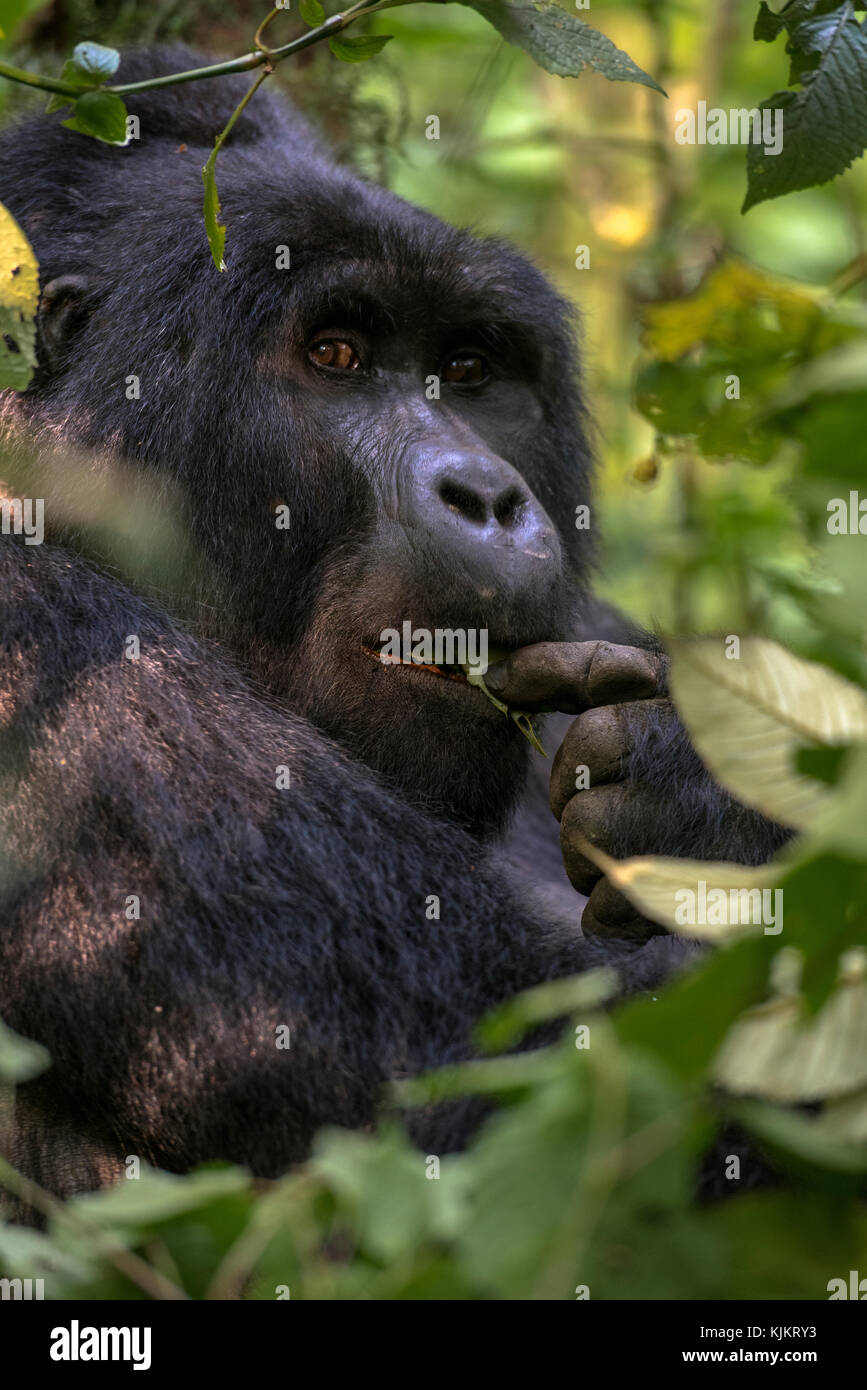 In Uganda, Parco nazionale impenetrabile di Bwindi, Foresta impenetrabile di Bwindi, gorilla di montagna. (Gorila beringei beringei), Foto Stock