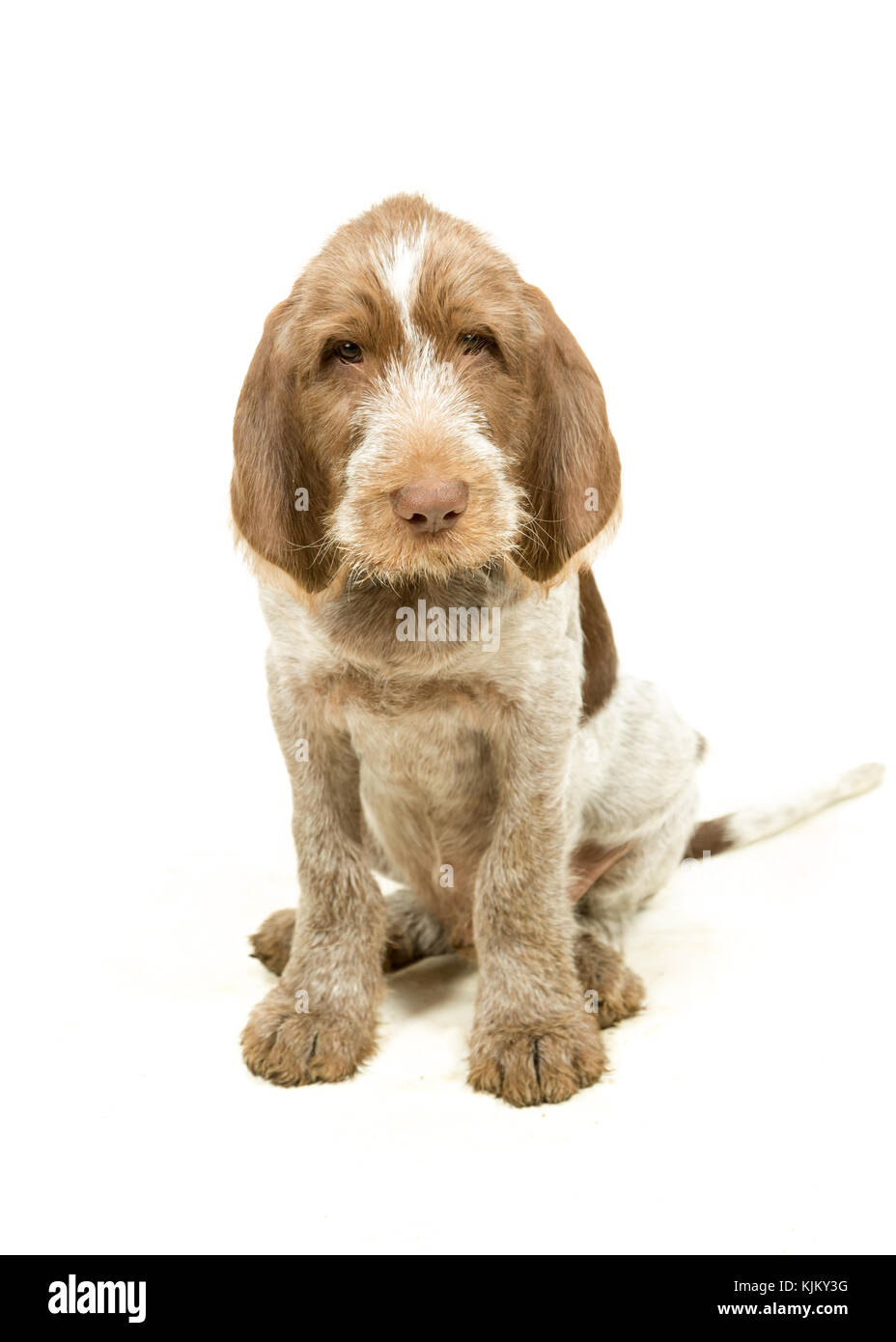 Italiano cucciolo spinone marrone e bianco su sfondo bianco Foto Stock