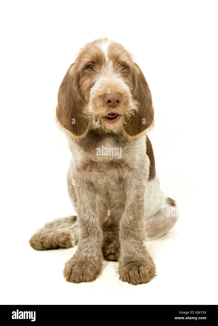 Italiano cucciolo spinone marrone e bianco su sfondo bianco Foto Stock