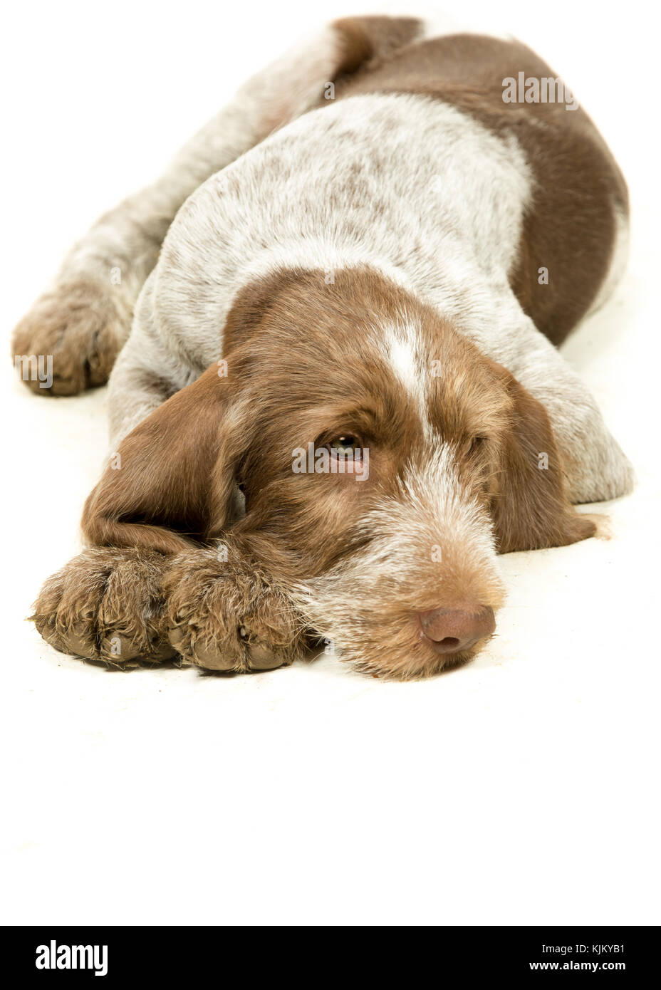 Italiano cucciolo spinone marrone e bianco su sfondo bianco Foto Stock