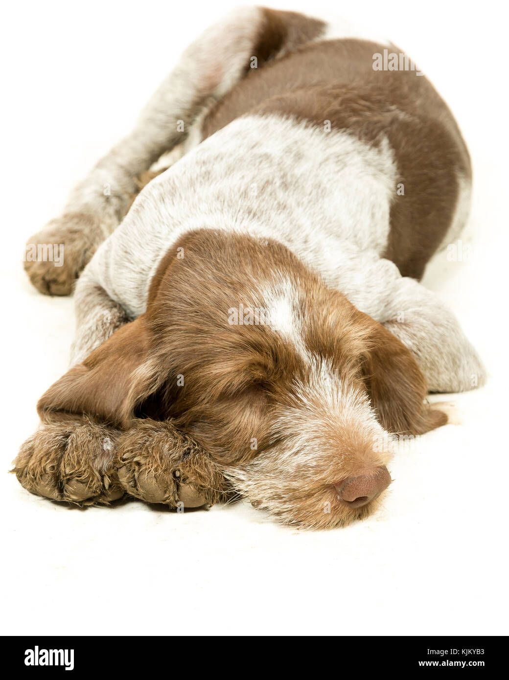 Italiano cucciolo spinone marrone e bianco su sfondo bianco Foto Stock