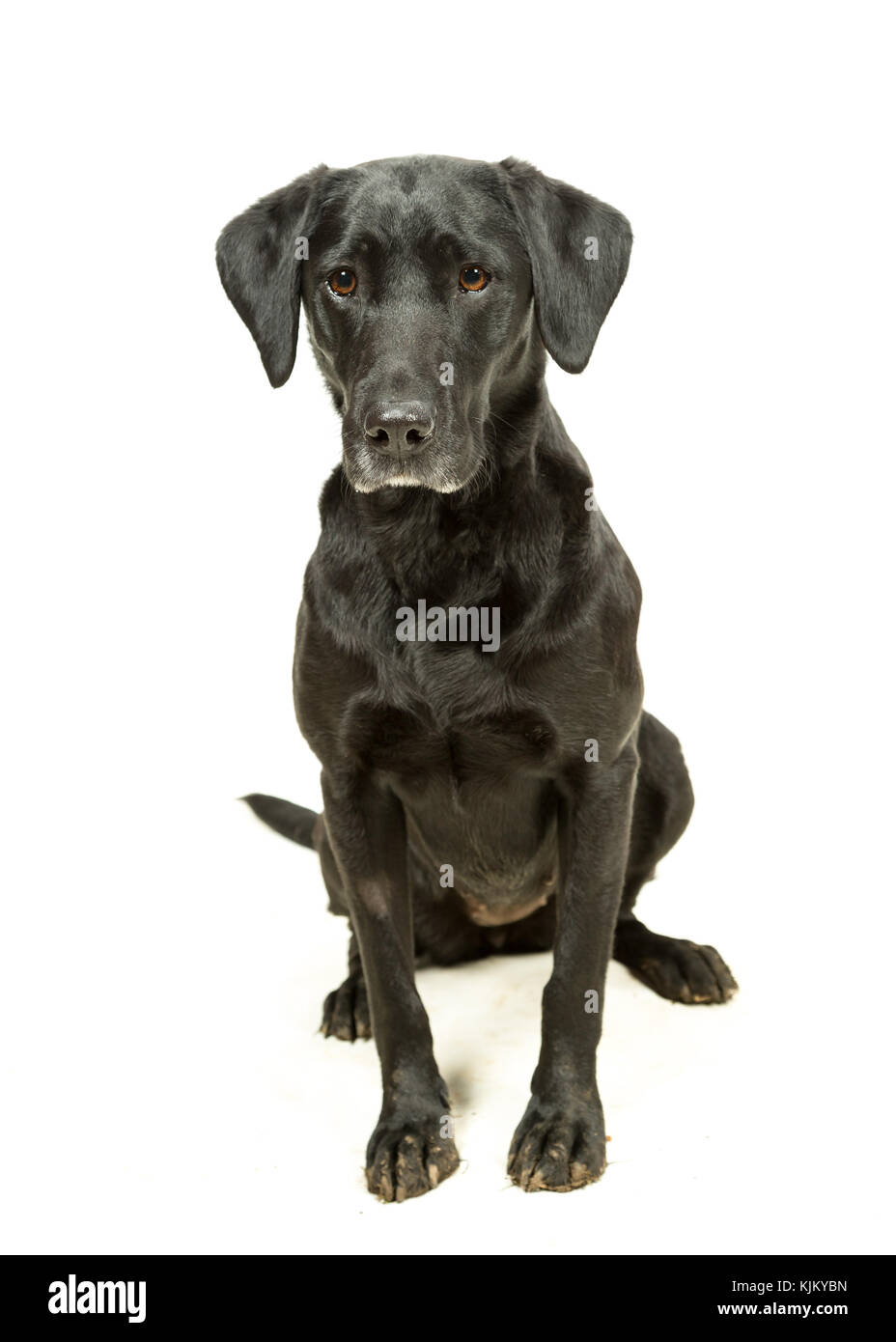 Lavoro Laboratorio nero Labrador Retriever seduto su sfondo bianco Foto Stock