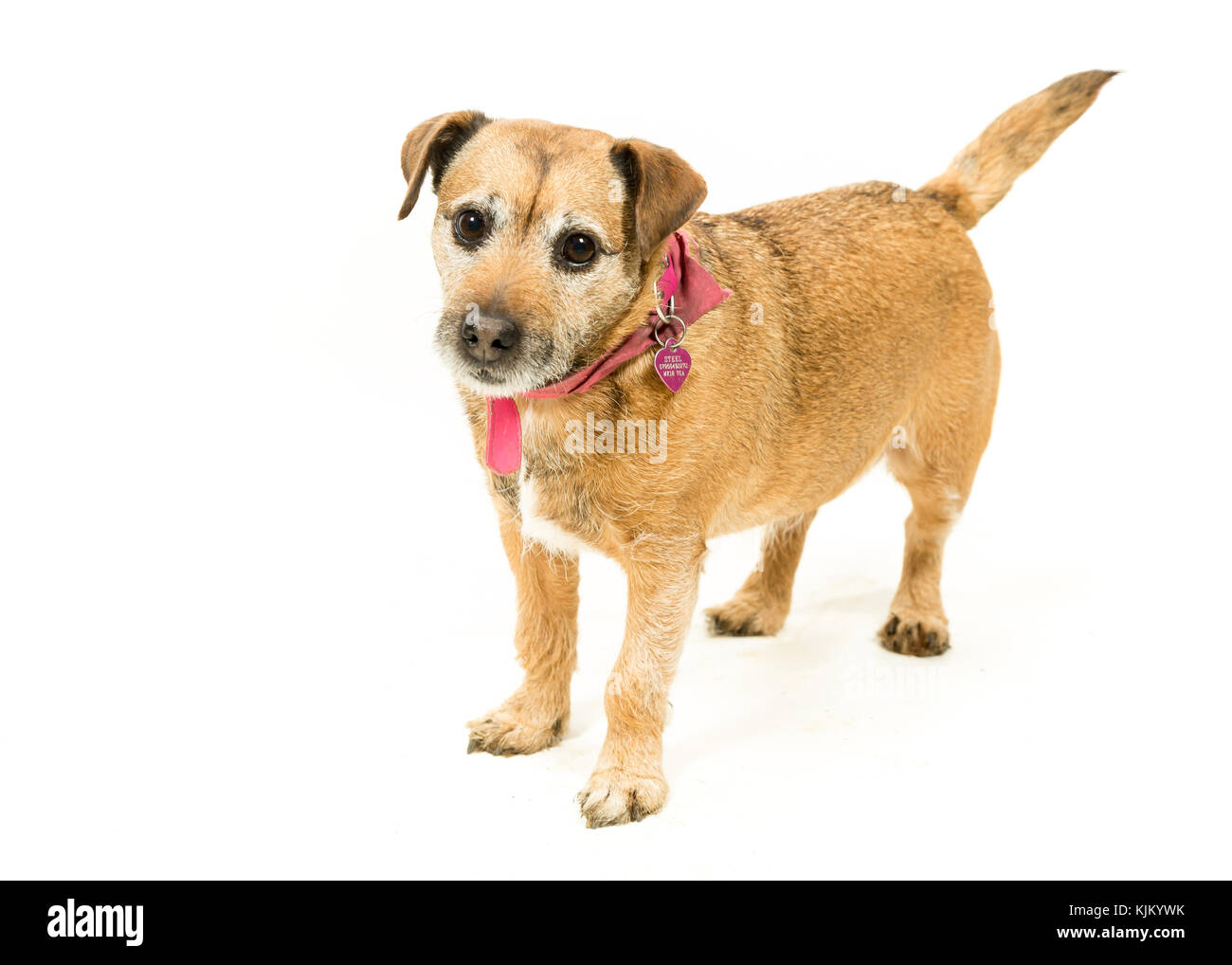 Jack Russell-border terrier incroci su sfondo bianco Foto Stock