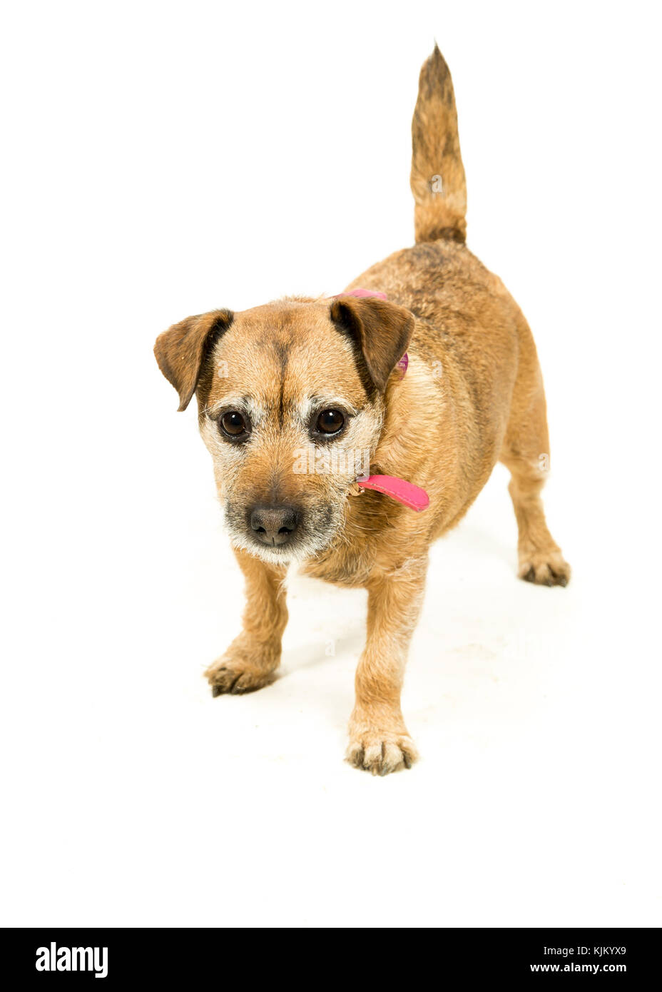 Jack Russell-border terrier incroci su sfondo bianco Foto Stock
