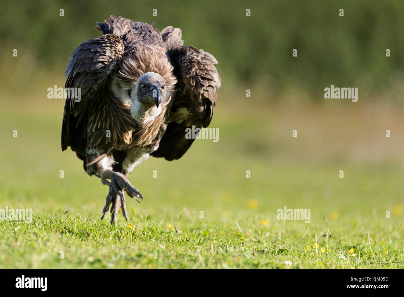 Leopardo persiano Foto Stock