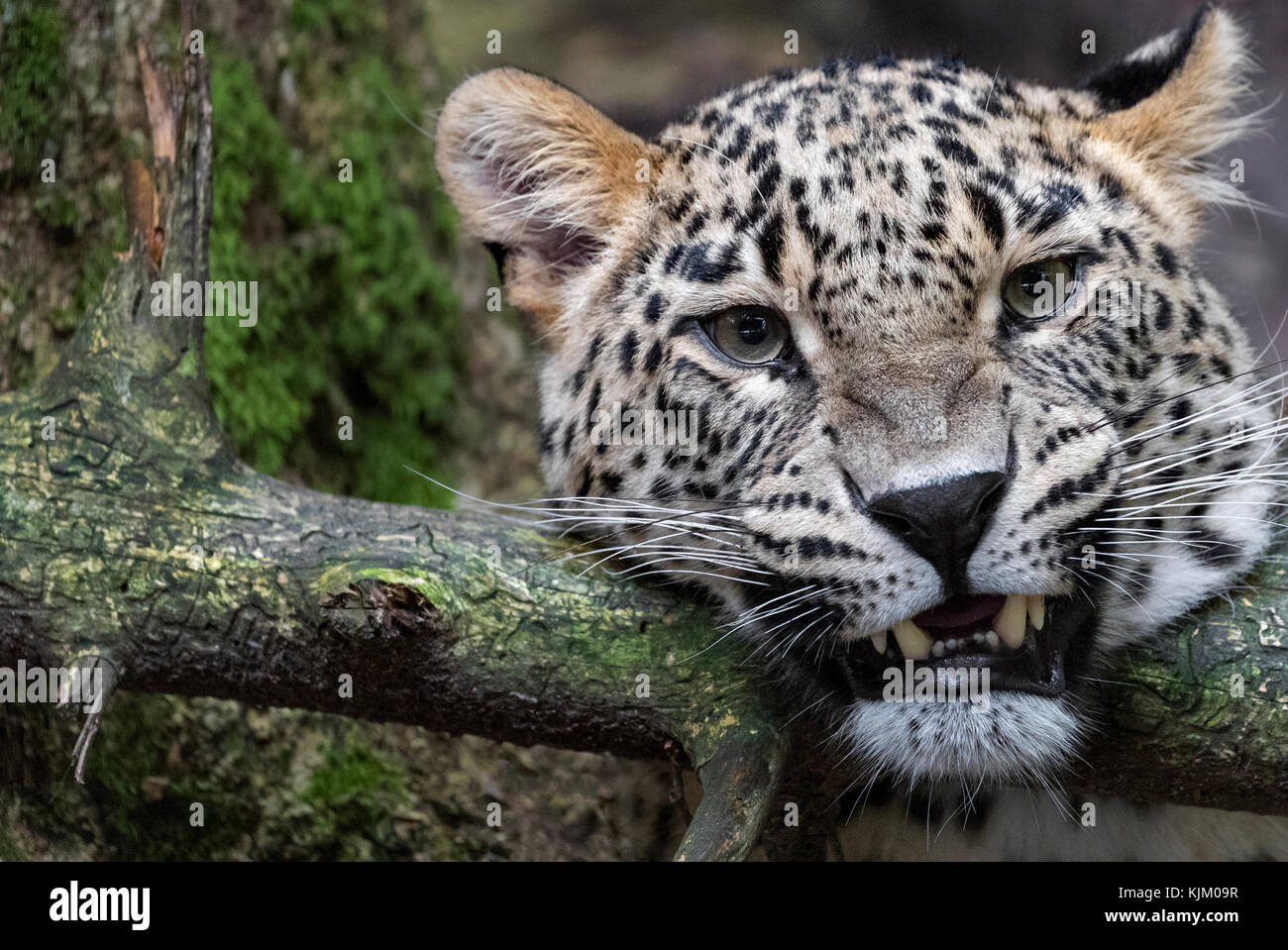 Leopardo persiano Foto Stock