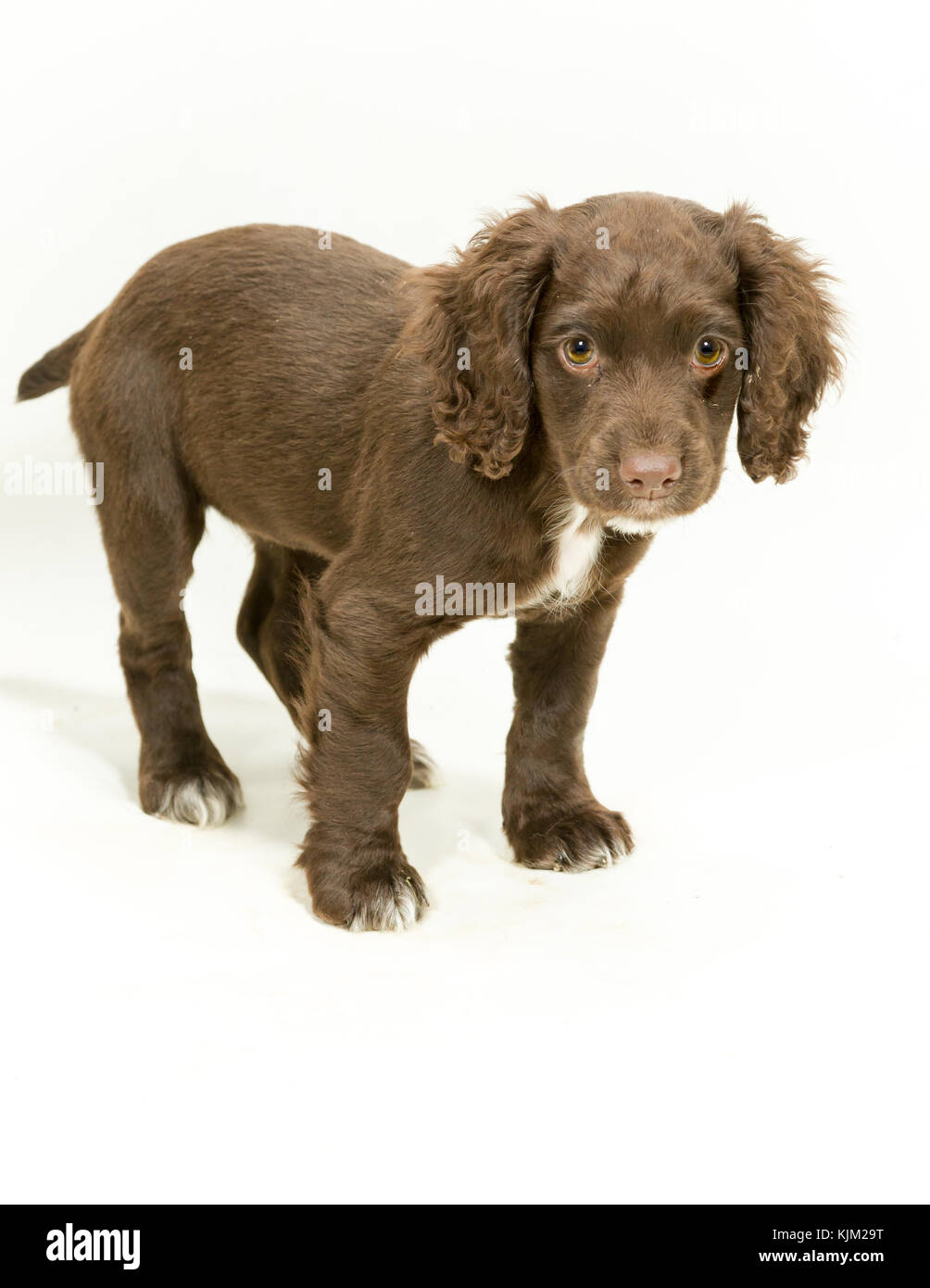 Lavorando cocker spaniel cucciolo su sfondo bianco Foto Stock