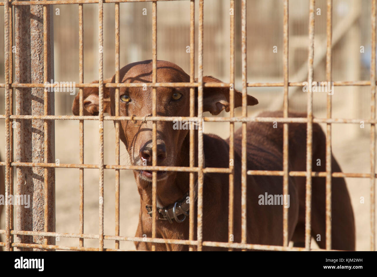 Podenco in attesa in un rifugio spagnolo per essere adottato. Foto di Nikki Attree Foto Stock