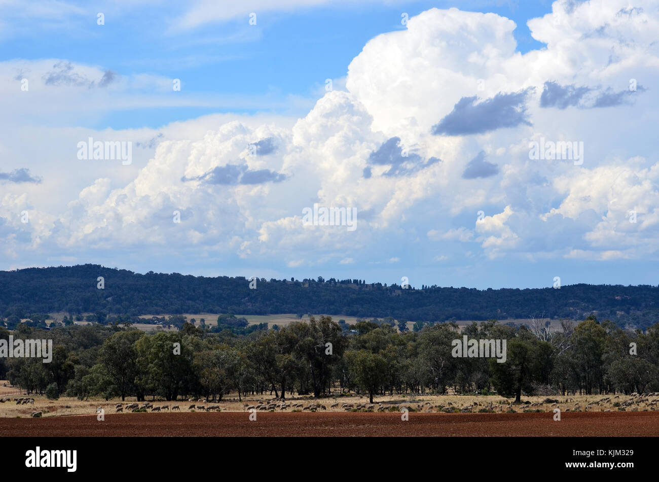 Paesaggio rurale con terra rossa e le pecore su terreno coltivato sotto una nuvola riempiva il cielo blu tra grenfell e gooloogong nella campagna nsw Foto Stock