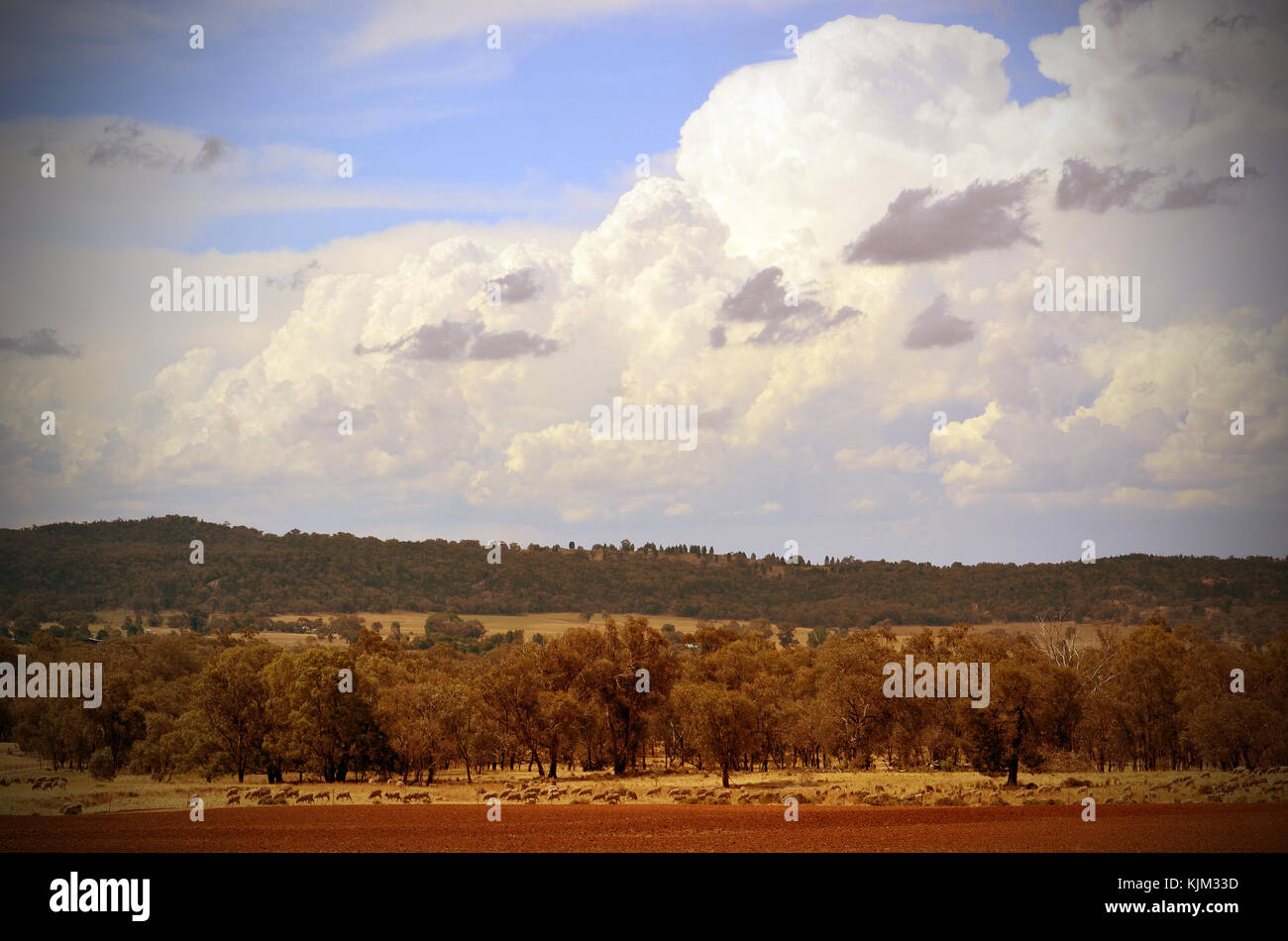 Paesaggio rurale con terra rossa e le pecore su terreno coltivato sotto una nuvola riempiva il cielo blu tra grenfell e gooloogong nella campagna nsw Foto Stock