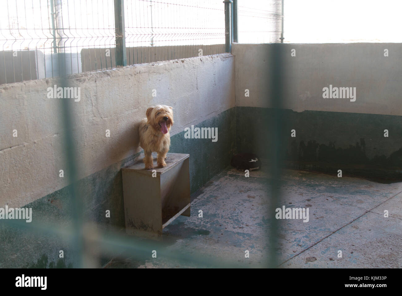 Cane rifugio in attesa di rifugio per essere adottato. Foto di Nikki Attree Foto Stock