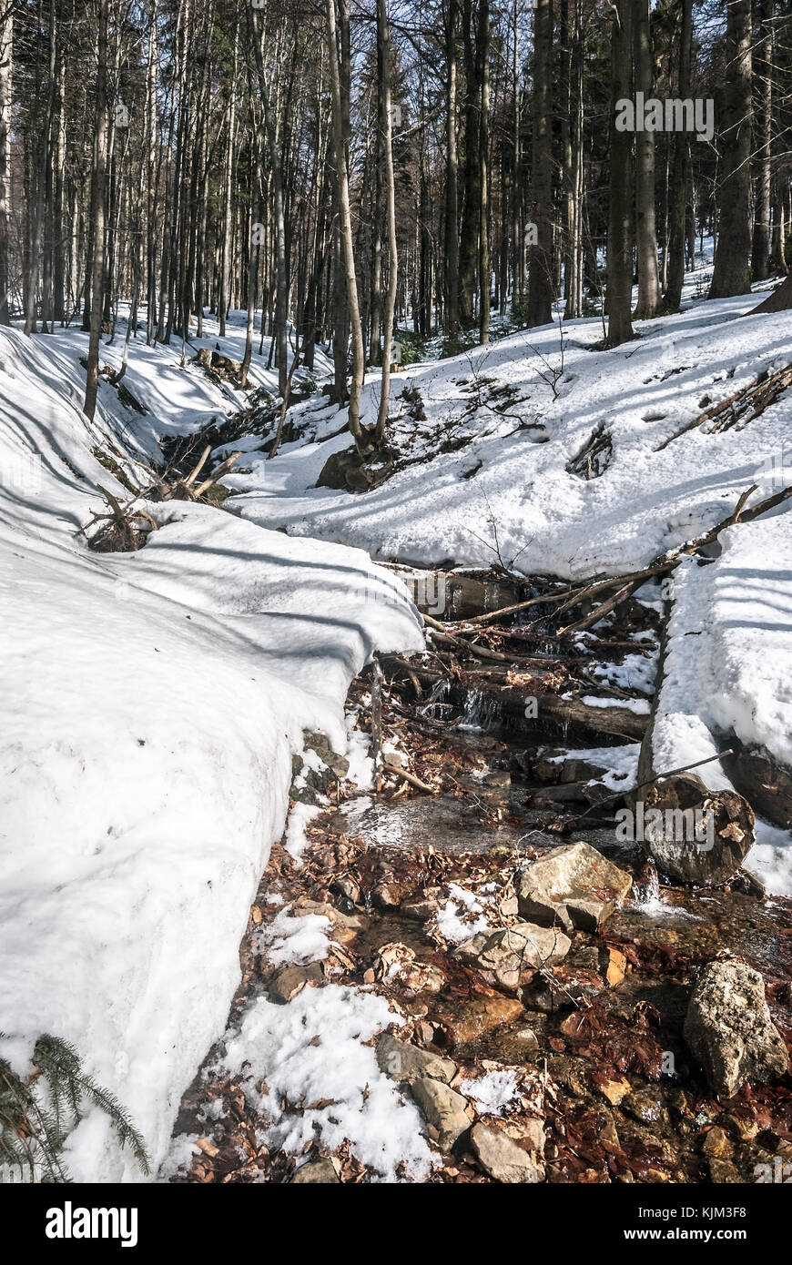 Inverno di foreste di montagna con la neve e il piccolo biala wiselka fiume (sorgente del fiume Wisla) in Slesia montagne beskids bellow barania gora hill in polan Foto Stock