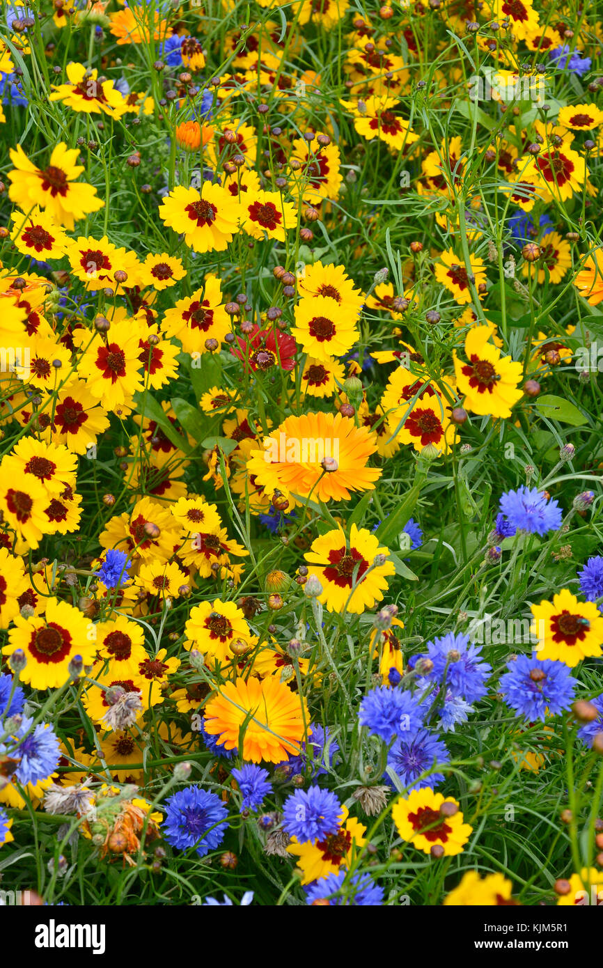 Un Dorato e colorato naturaly fiore piantate prato con Coreopsis , Cornflowers e Le calendule Foto Stock