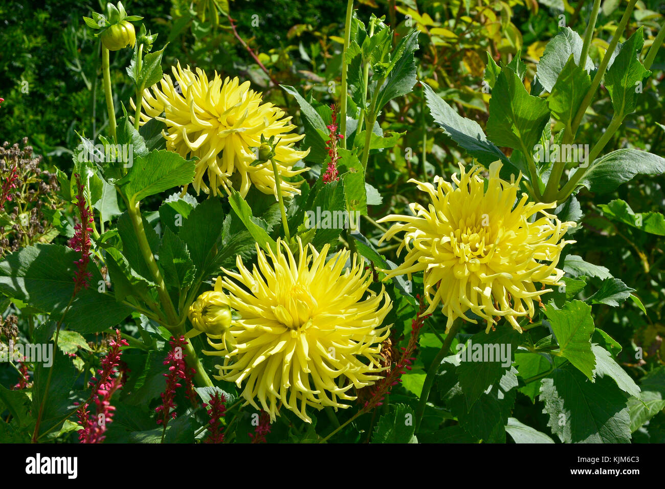 Close up dahlia 'stella gialla' in un confine di fiori Foto Stock