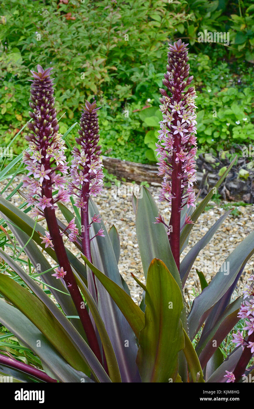 Eucomis comosa " spumante " borgogna o ananas lily in crescita in un paese giardino Foto Stock