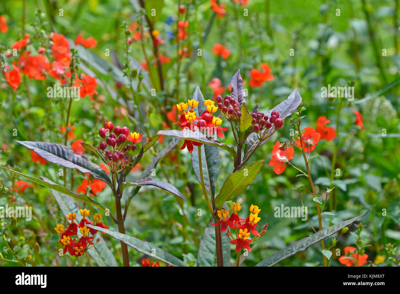 Una chiusura di asclepias setoso profondo rosso in un bordo del giardino Foto Stock