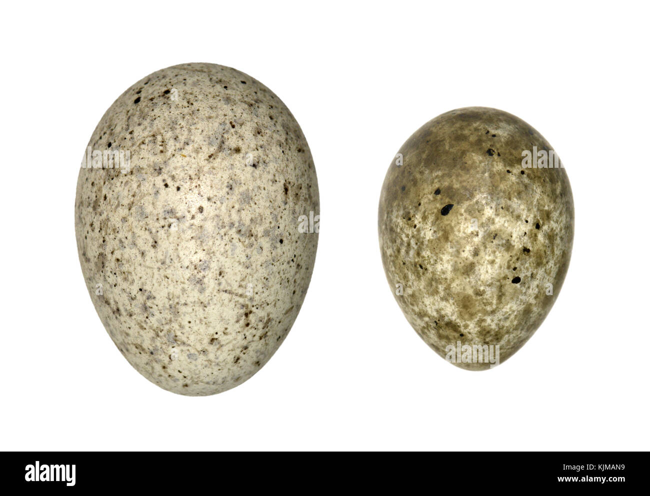 Il cuculo - cuculus canorus uovo (sinistra) e reed ospite trillo uovo (destra) Foto Stock