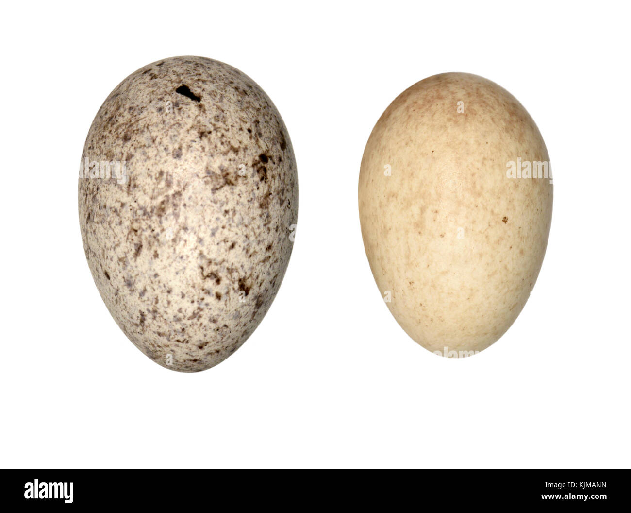 Il cuculo - cuculus canorus uovo (sinistra) e l'host robin uovo (destra) Foto Stock