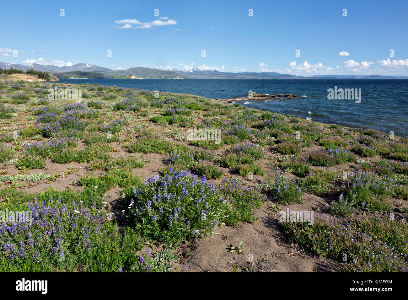 Wy02653-00...wyoming - fioritura di lupino lungo le rive del Lago Yellowstone dal punto di tempesta trail nel parco nazionale di Yellowstone. Foto Stock