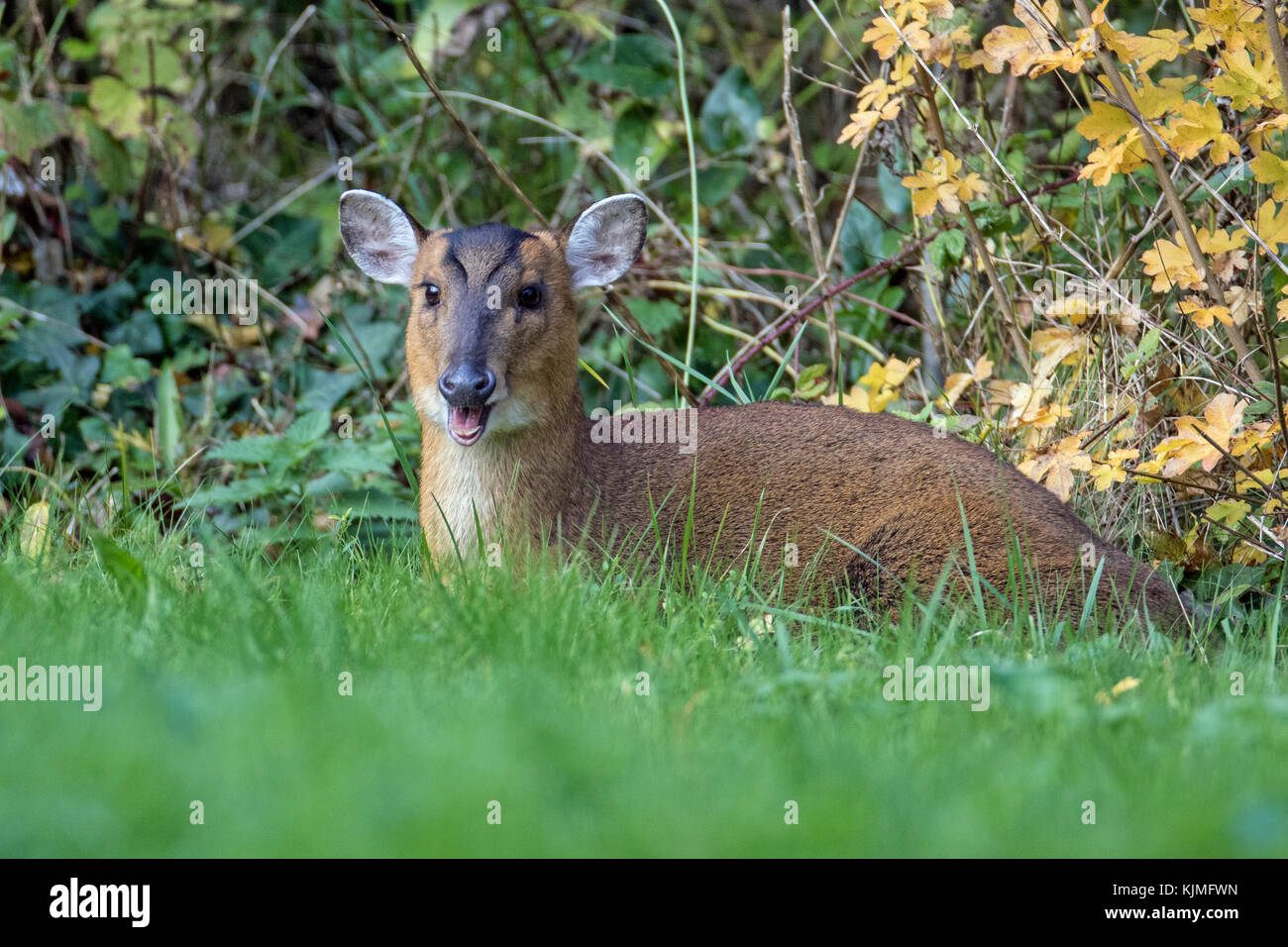 Reeves Muntjac deer (Muntiacus reevesi) masticare le CUD, in giardino, Cambridgeshire, Inghilterra Foto Stock