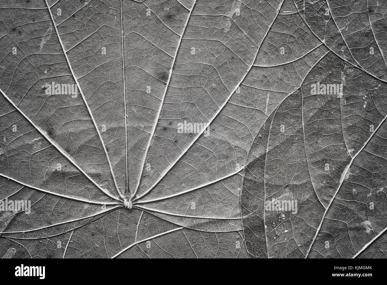 Extreme close up foto del vecchio lascia compressa con visibili le venature e le macchie, in bianco e nero naturale sfondo astratto. Foto Stock