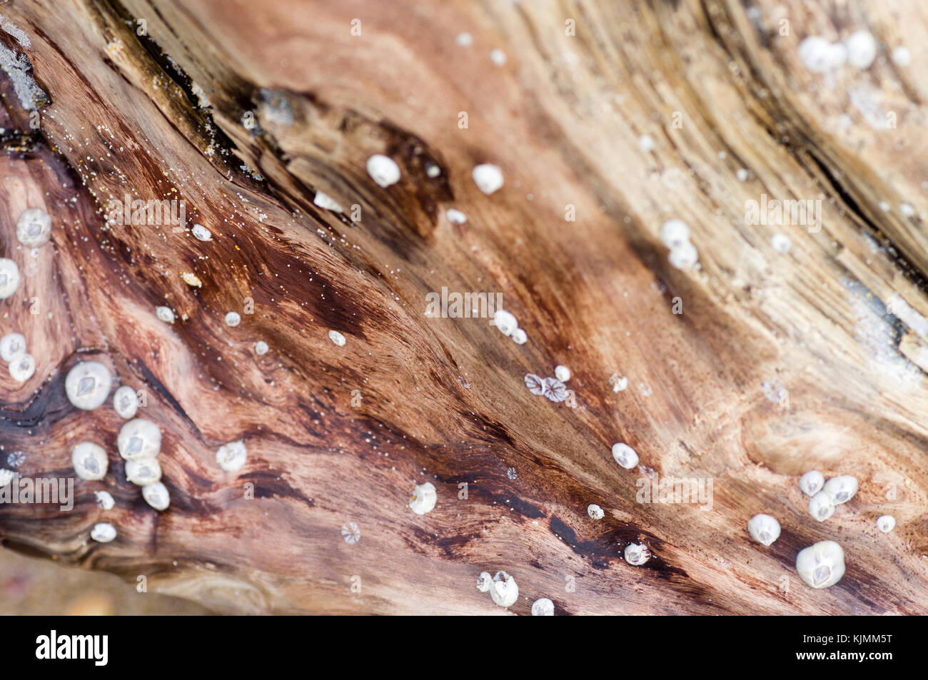 Tessitura macro di un vecchio albero con le vongole su un trunk Foto Stock