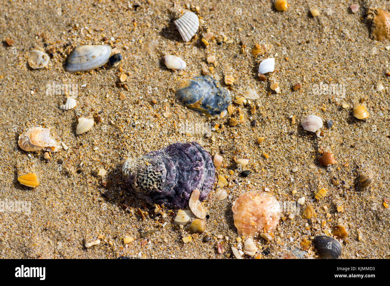 Conchiglie di mare sulla sabbia di close-up vista da sopra Foto Stock