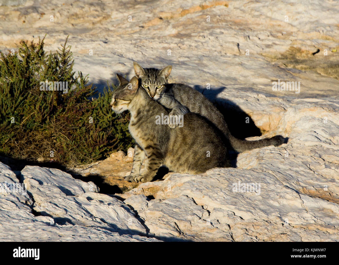 Un paio di gatti, maschio e femmina. Il maschio sembra proteggere la donna che era incinta di quel tempo Foto Stock