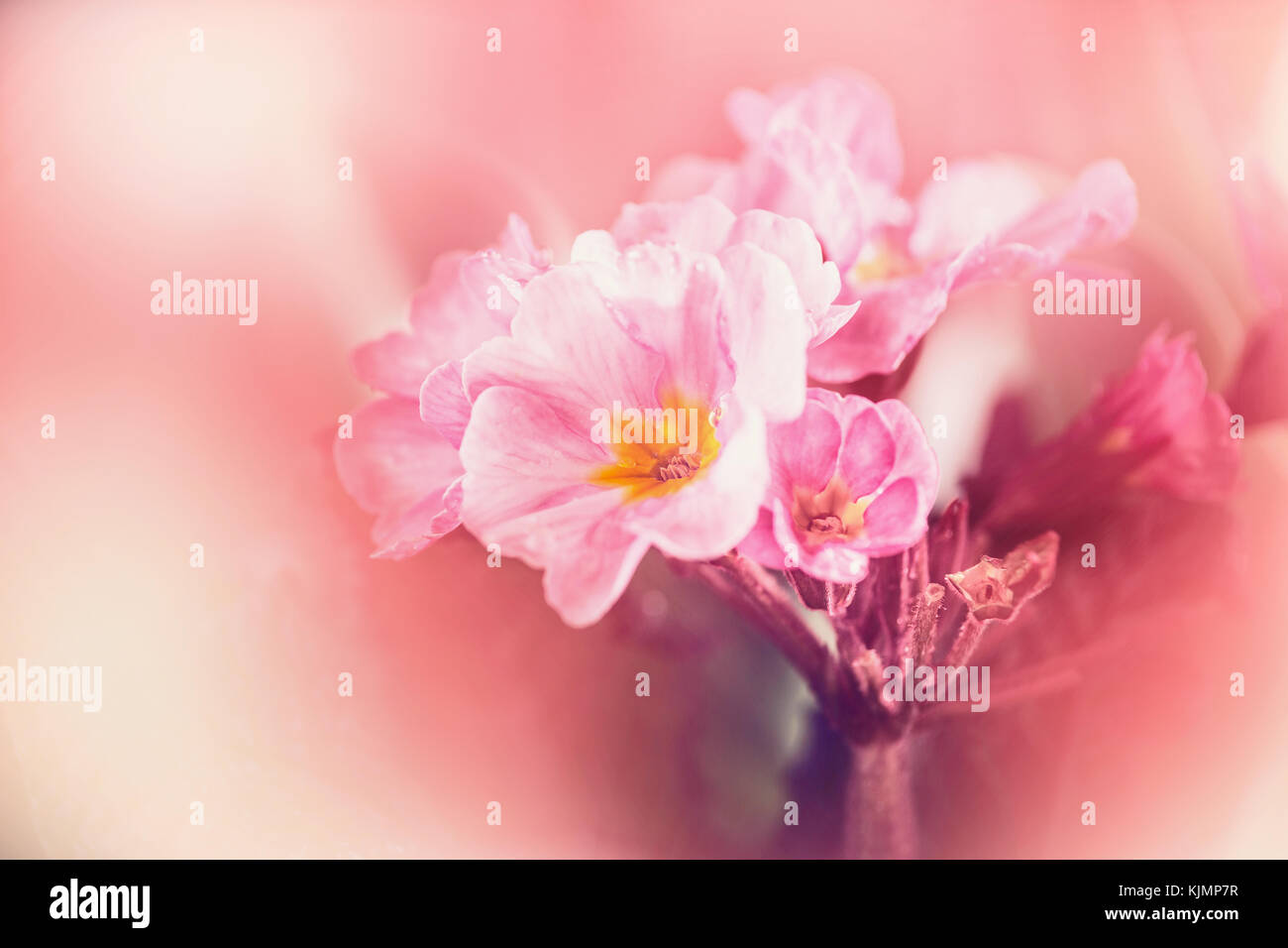 Rosa pastello fiori su sfocata sullo sfondo della natura Foto Stock