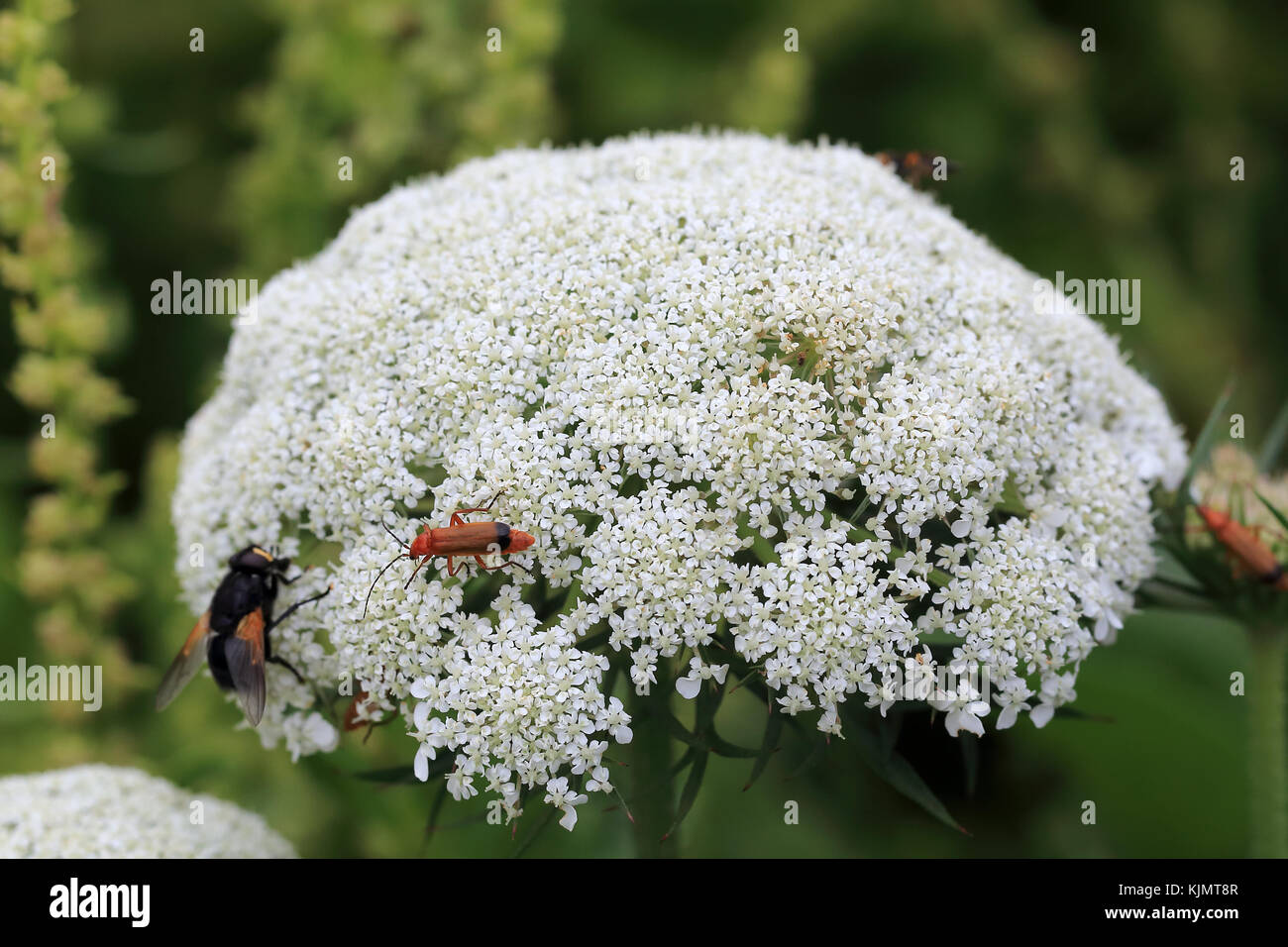 Wild carota (Daucus carota) fiore testa, isole Scilly, Inghilterra, Regno Unito. Foto Stock