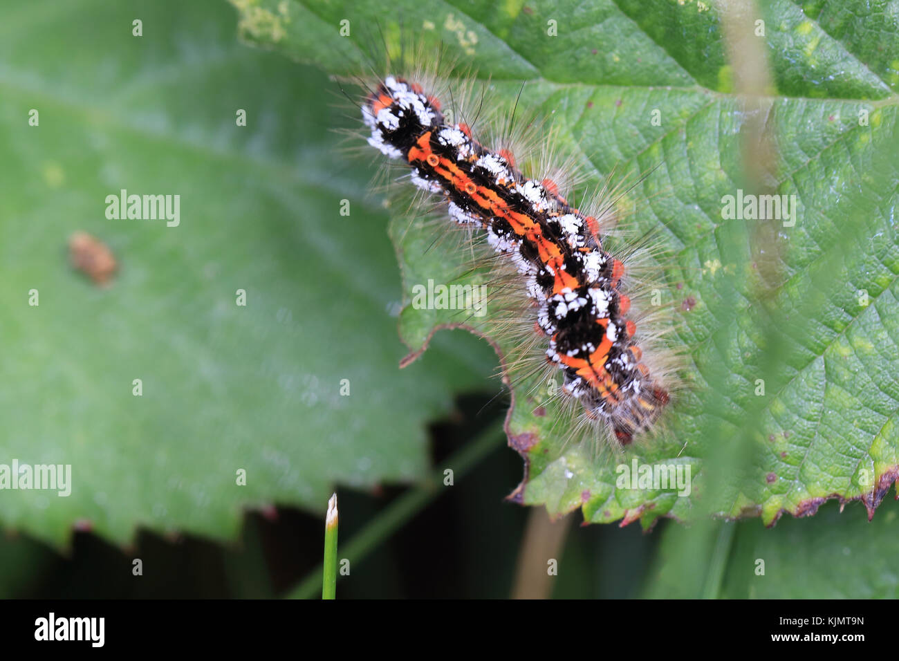 Marrone-tail moth caterpillar, (euproctis chrysorrhoea), su un Rovo foglie, isole Scilly, Inghilterra, Regno Unito. Foto Stock