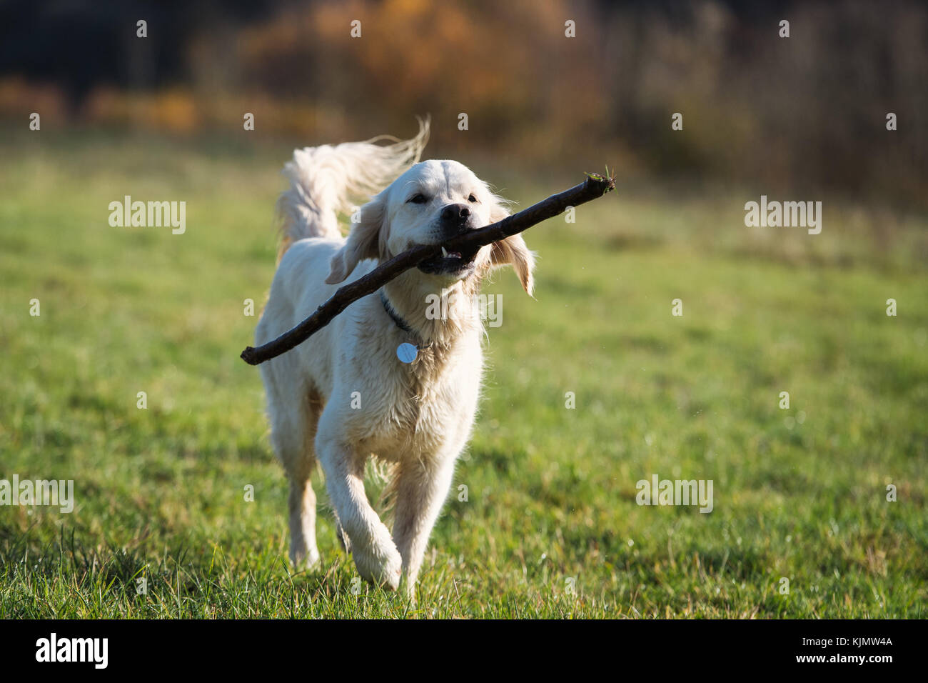 Un golden retriever portando un grosso bastone mentre sono fuori per una passeggiata in un campo Foto Stock