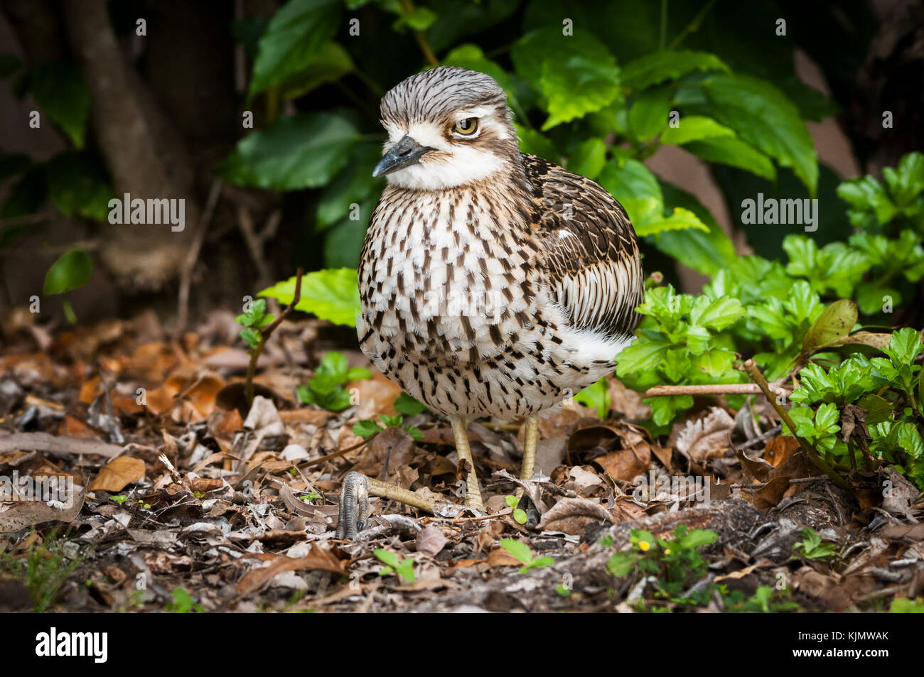 Bush Stone Curlew appoggiato ben mimetizzata in secco di foglie. Foto Stock