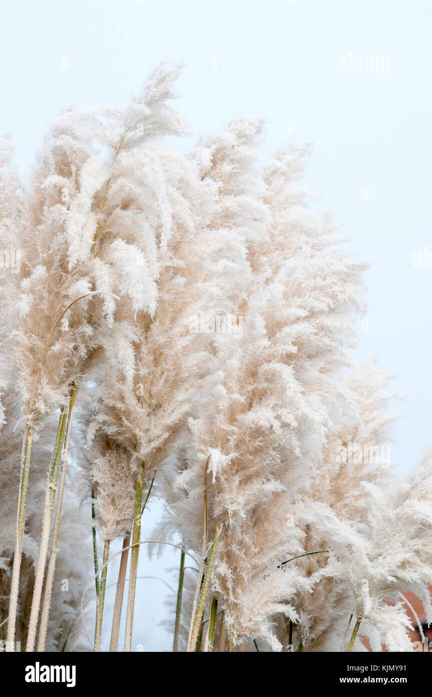 CORTADERIA SELLOANA Foto Stock