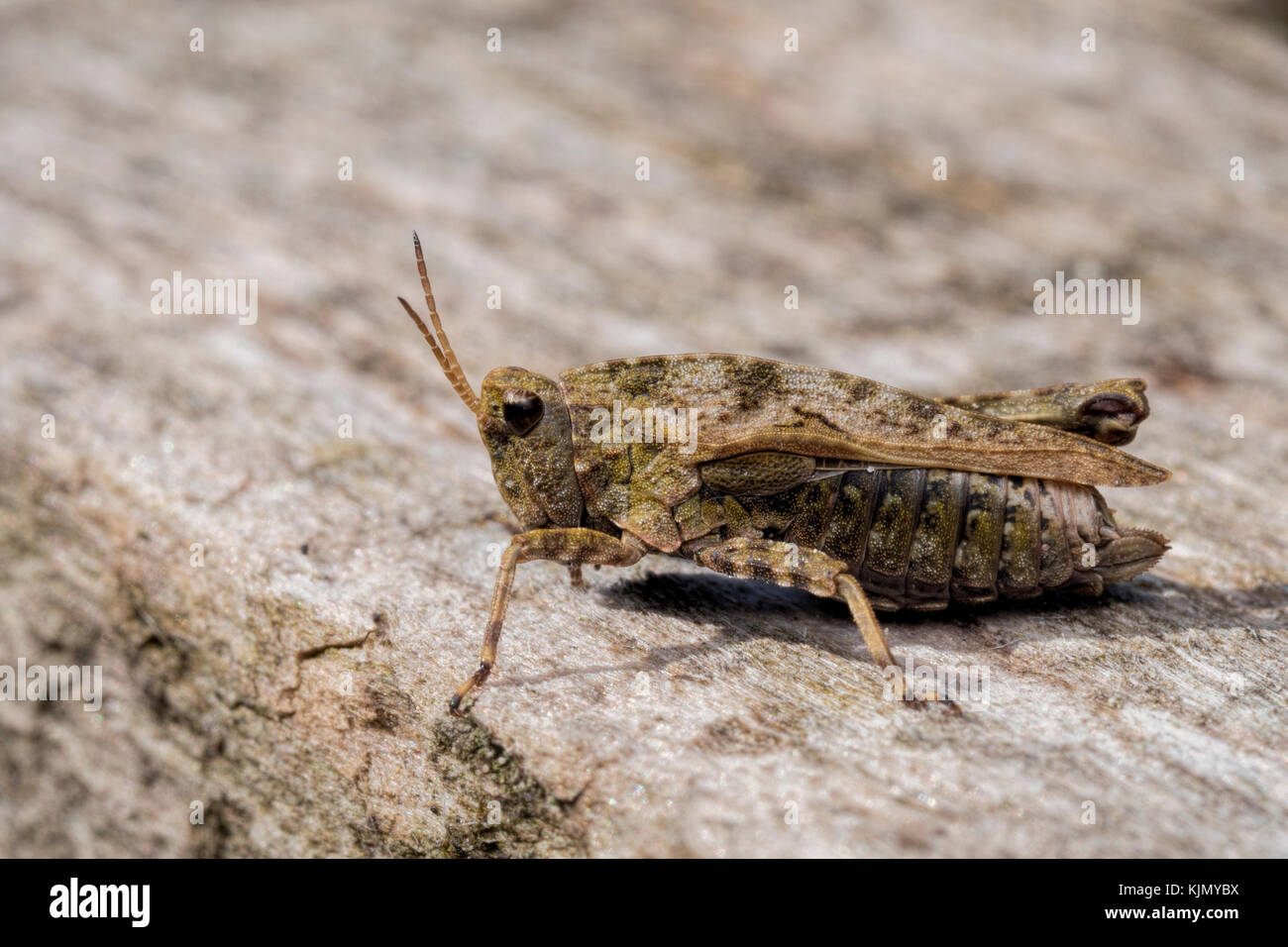 Comune (Groundhopper Tetrix undulata) poggiante su un fencepost. Tipperary, Irlanda. Foto Stock