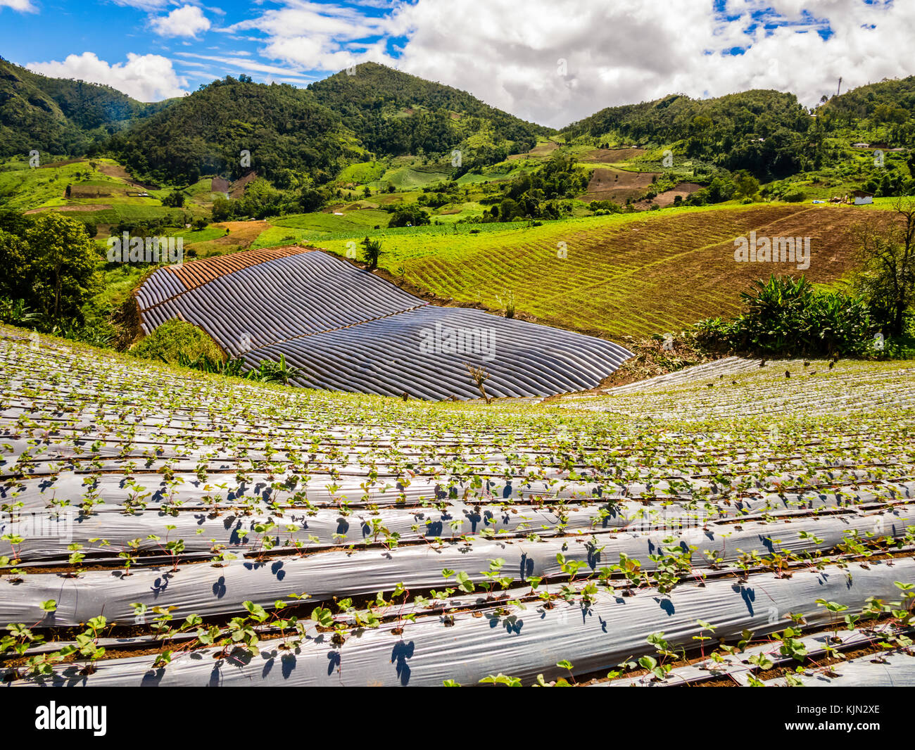 Vista panoramica di un campo di fragole in Thailandia Foto Stock