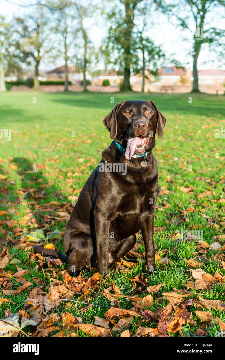 Foto a tutta lunghezza di un Labrador seduto nel parco con la sua foto scattata. Foto Stock