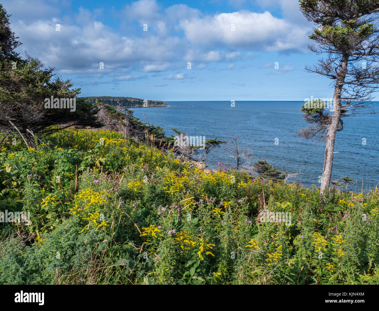 Mare e fiori, Highway 430, il Viking Trail, Parco Nazionale Gros Morne, Terranova, Canada. Foto Stock