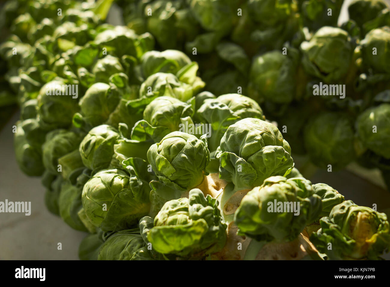 Una levetta di cavolini di Bruxelles a Lancaster County pennsylvania mercato agricolo Foto Stock