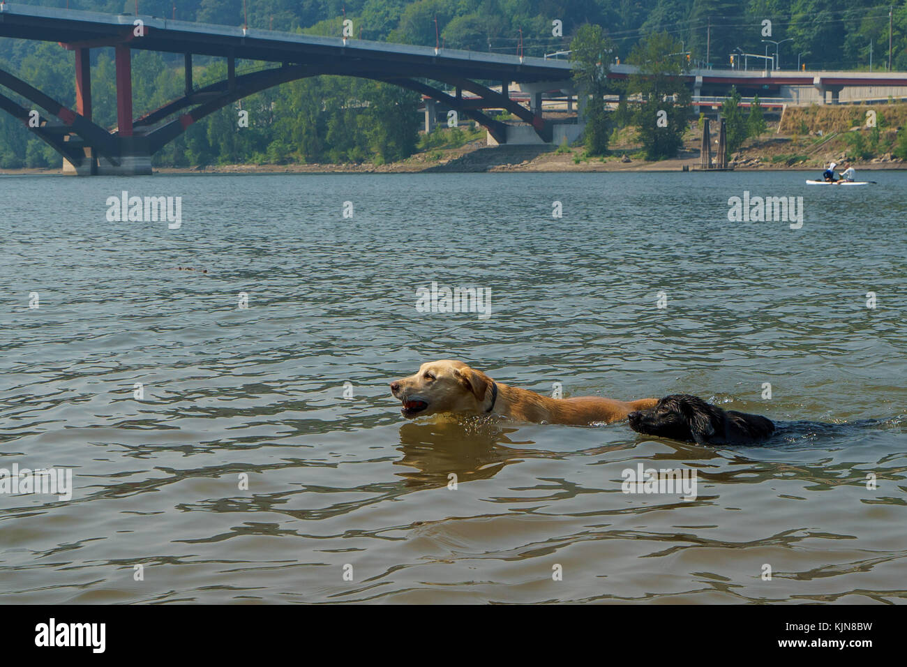 Cani Just Wanna Have fun Foto Stock