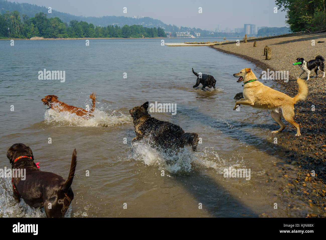 I cani vogliono solo divertirsi nel fiume Foto Stock